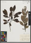 Foto von Salix appendiculata Vill.
